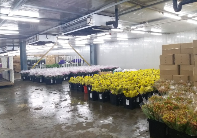 花卉保鮮冷庫應用與花期延長技術